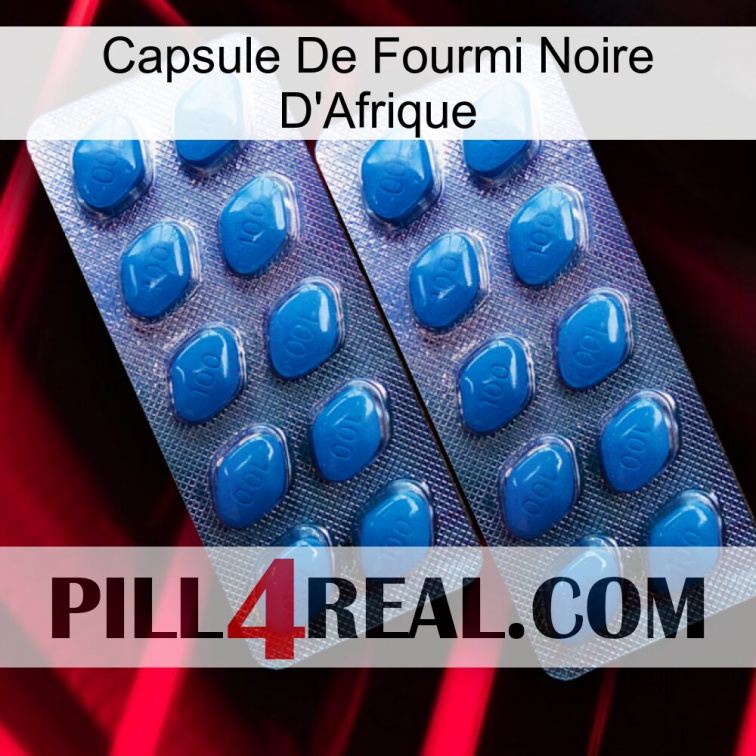 Africa Black Ant Capsule viagra2